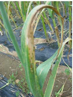 [답변] 마늘농사...